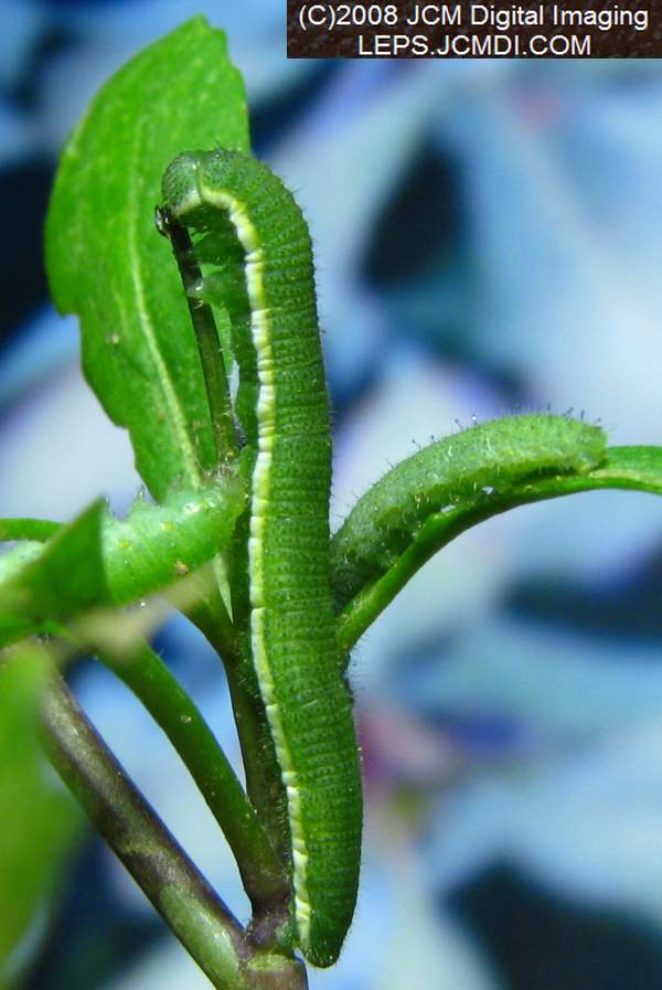 Third instar Sara Orange-Tip butterfly larvae filmed on various days in May, 2008